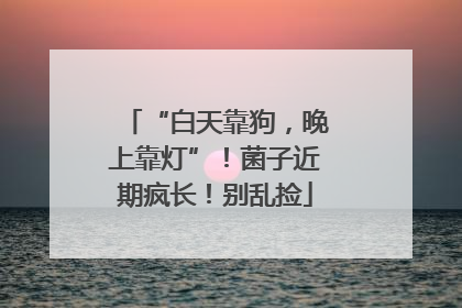 “白天靠狗，晚上靠灯”！菌子近期疯长！别乱捡