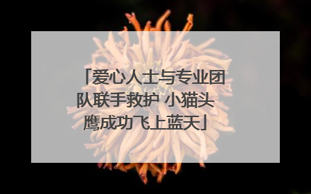 爱心人士与专业团队联手救护 小猫头鹰成功飞上蓝天