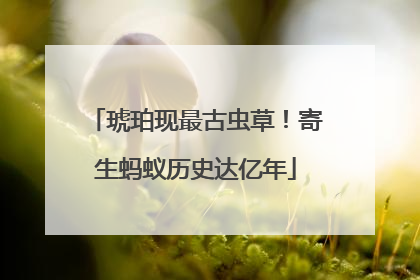 琥珀现最古虫草！寄生蚂蚁历史达亿年