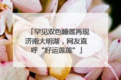 罕见双色睡莲再现济南大明湖，网友直呼“好运莲莲”