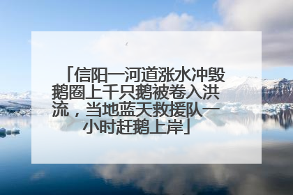 信阳一河道涨水冲毁鹅圈上千只鹅被卷入洪流，当地蓝天救援队一小时赶鹅上岸