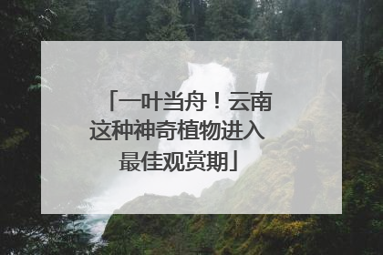 一叶当舟！云南这种神奇植物进入最佳观赏期