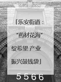乐安街道：“药材花海”绽希望 产业振兴鼓钱袋