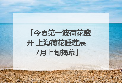 今夏第一波荷花盛开 上海荷花睡莲展7月上旬揭幕