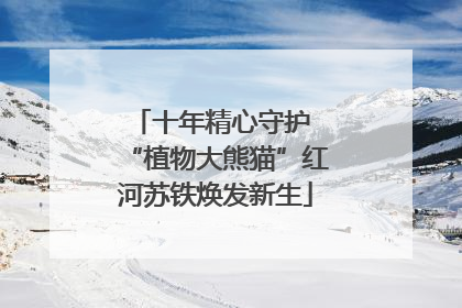 十年精心守护 “植物大熊猫”红河苏铁焕发新生
