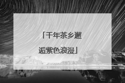 千年茶乡邂逅紫色浪漫