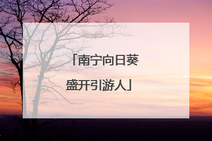 南宁向日葵盛开引游人