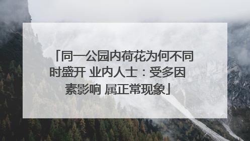 同一公园内荷花为何不同时盛开 业内人士：受多因素影响 属正常现象