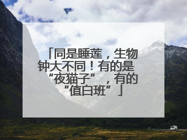 同是睡莲，生物钟大不同！有的是“夜猫子”，有的“值白班”