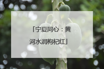 宁夏同心：黄河水润枸杞红