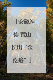 安徽旌德 荒山长出“金疙瘩”