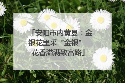 安阳市内黄县：金银花里采“金银” 花香溢满致富路