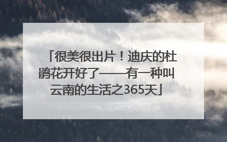 很美很出片！迪庆的杜鹃花开好了——有一种叫云南的生活之365天