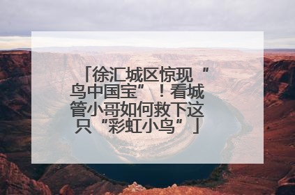 徐汇城区惊现“鸟中国宝”！看城管小哥如何救下这只“彩虹小鸟”