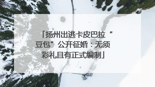 扬州出逃卡皮巴拉“豆包”公开征婚：无须彩礼且有正式编制