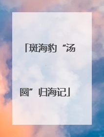 斑海豹“汤圆”归海记