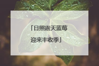日照露天蓝莓迎来丰收季