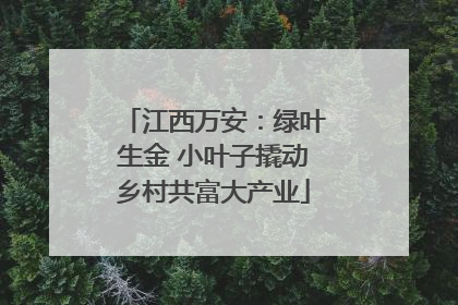 江西万安：绿叶生金 小叶子撬动乡村共富大产业