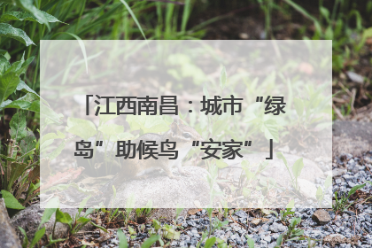 江西南昌：城市“绿岛”助候鸟“安家”