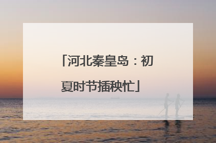 河北秦皇岛：初夏时节插秧忙
