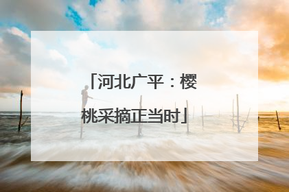 河北广平：樱桃采摘正当时