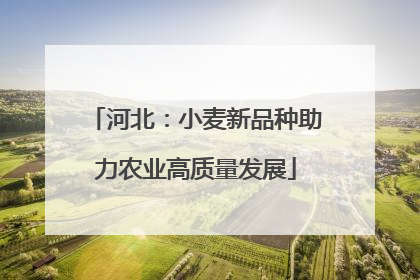 河北：小麦新品种助力农业高质量发展