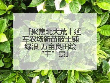 聚焦北大荒丨延军农场新苗破土铺绿浪 万亩良田绘“丰”景