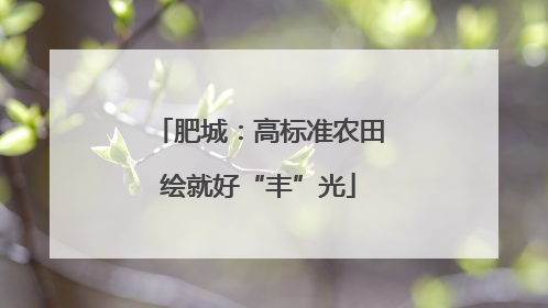 肥城：高标准农田绘就好“丰”光