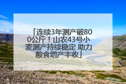 连续3年测产破800公斤！山农43号小麦测产持续稳定 助力粮食增产丰收