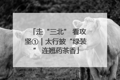 走“三北” 看攻坚①｜太行披“绿装” 连翘药茶香