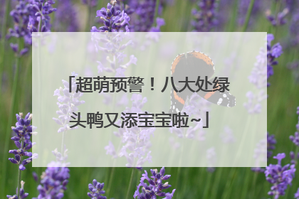 超萌预警！八大处绿头鸭又添宝宝啦~