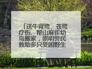 送牛背鹭、苍鹭疗伤、帮山麻雀幼鸟搬家，崇明警民救助多只受困野生保护鸟类
