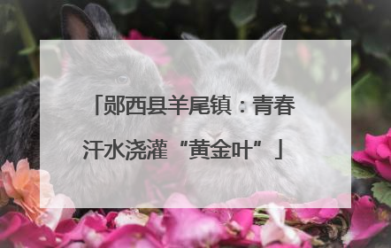 郧西县羊尾镇：青春汗水浇灌“黄金叶”