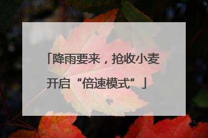 降雨要来,抢收小麦开启“倍速模式”