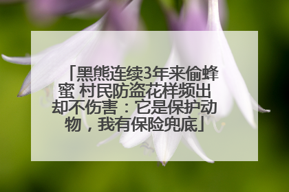 黑熊连续3年来偷蜂蜜 村民防盗花样频出却不伤害：它是保护动物，我有保险兜底