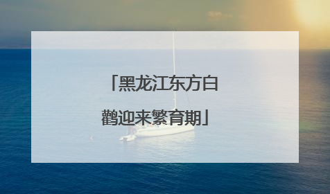 黑龙江东方白鹳迎来繁育期