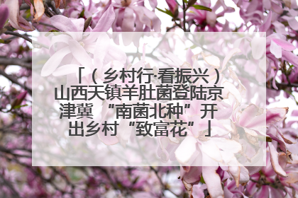 （乡村行·看振兴）山西天镇羊肚菌登陆京津冀 “南菌北种”开出乡村“致富花”
