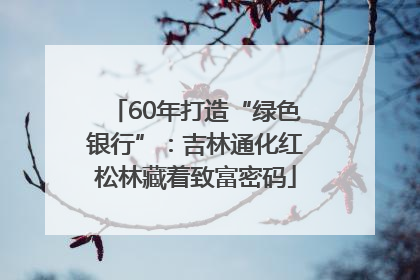 60年打造“绿色银行”：吉林通化红松林藏着致富密码